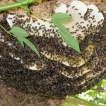 Дикие пчёлы и дикий мёд