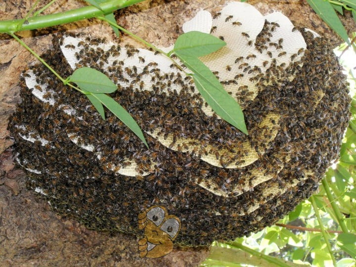 Дикие пчёлы и дикий мёд