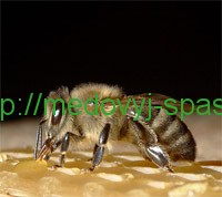 Рабочие пчелы