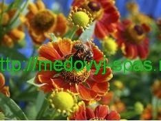 Когда-нибудь думали о том, что в бутылке меда?