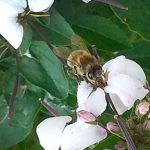 Мед пчелы фуражир собирает нектар из цветка Cleome. Пчелы делают мед из нектара. Кроме того, они собирают пыльцу, которую они превращают в пергу.