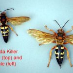 Цикада Убийца Оса, полезный хищник