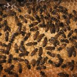 Вопросы питания: Стресс от кочевого пчеловодства может быть ослаблен путем доступа к продуктам питания