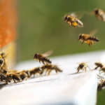 Взаимодействие между клещами Варроа и имидаклоприд снижает способность полета пчел