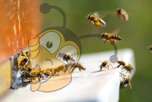 Взаимодействие между клещами Варроа и имидаклоприд снижает способность полета пчел